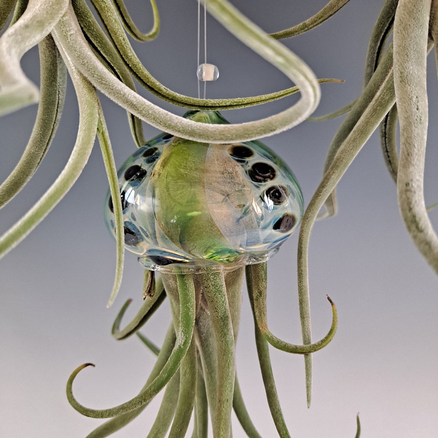 Flying Jelly Fish Air Plant Hanger, Octopus Air Plant Holder