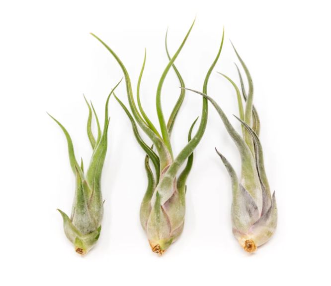 Replacement air plants for Flying Jelly fish