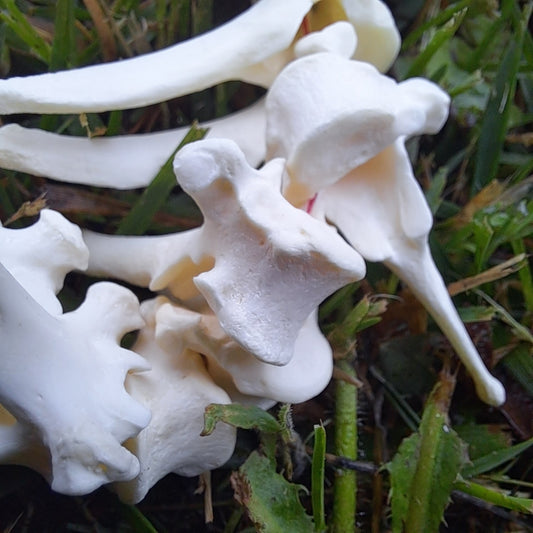 Fox Vertabre Bone Dread Bead with 8-10mm Bead Holes, Bone Dreadlock Beads, Dread Jewelry, Natural Dread Beads, Loc Accessories