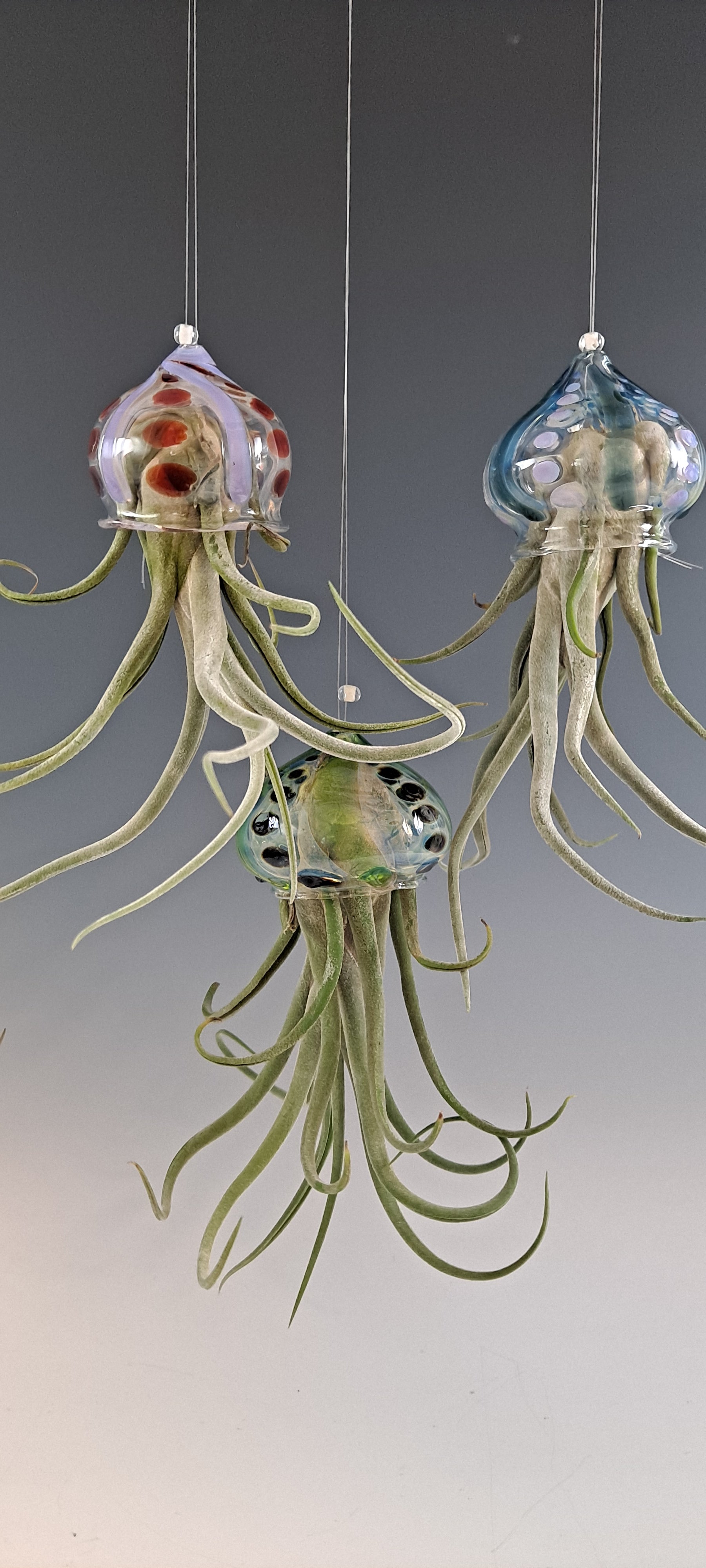 jellyfish air plant holder Flying Jelly Fish Air Plant Hanger, Octopus Air Plant Holder – Sunshine Glass Gifts