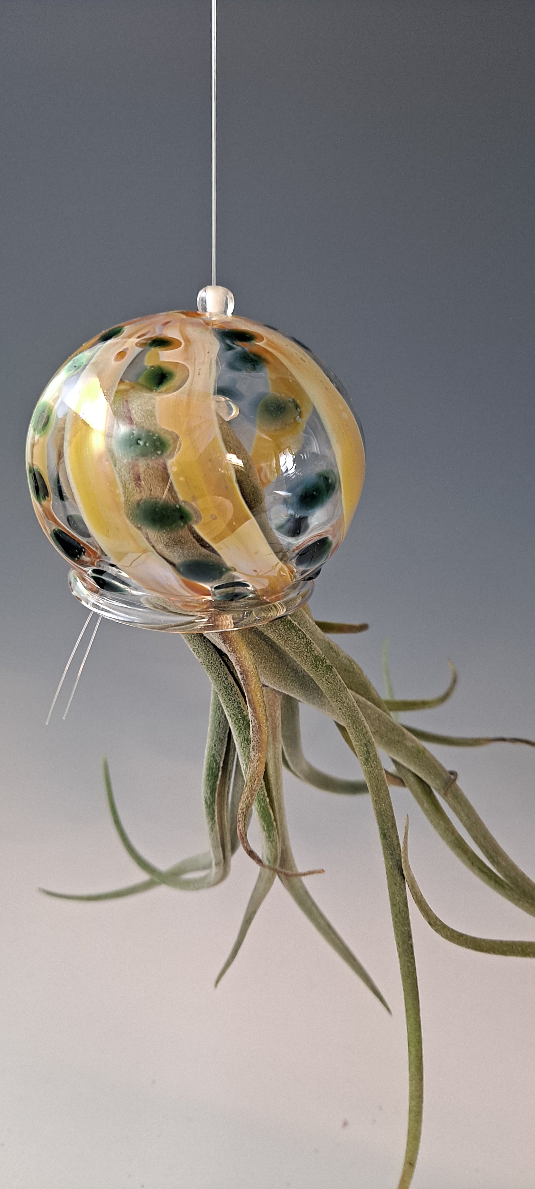 air plant holder glass Flying Jelly Fish Air Plant Hanger, Octopus Air Plant Holder – Sunshine Glass Gifts