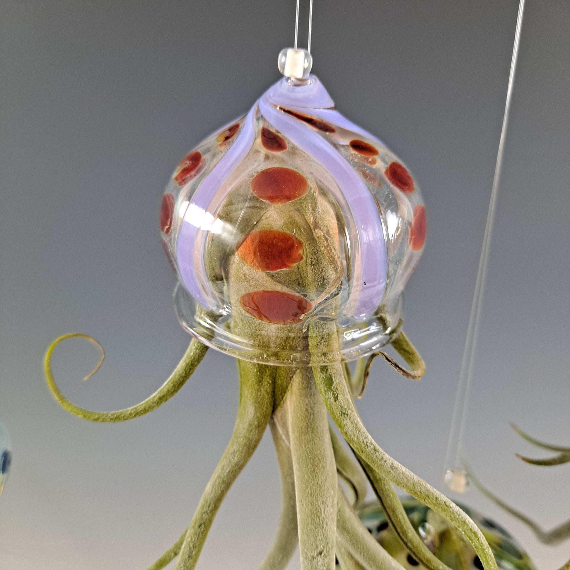 glass jellyfish air plant hanger Flying Jelly Fish Air Plant Hanger, Octopus Air Plant Holder