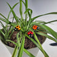 Glass Lady Bug Plant Pals, House plant and Fairy Garden Decor