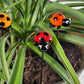 Glass Lady Bug Plant Pals, House plant and Fairy Garden Decor