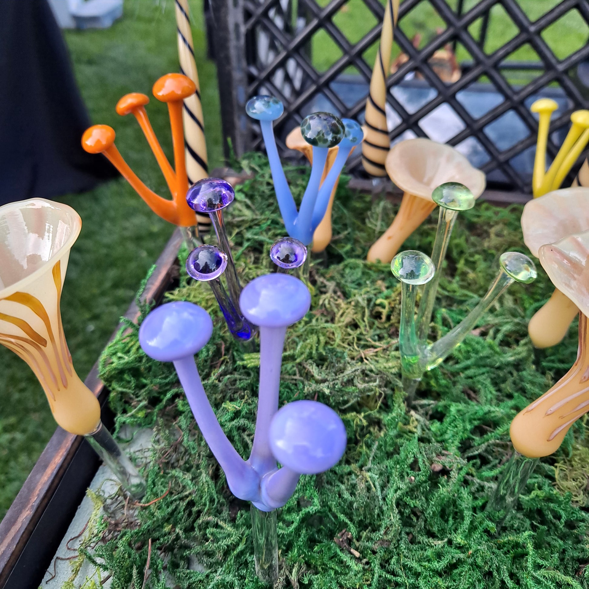 mushrooms indoor plants Triple Mushrooms For Your House Plants – Sunshine Glass Gifts