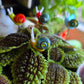Glass Snail Plant Pals, House plant and Fairy Garden Decor