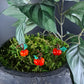 Pumpkin Plant Pals, House plant and Fairy Garden Decor