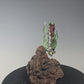 Seahorse Sculptures with California wildfire driftwood