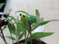 Glass Turtle Plant Pals, House plant and Fairy Garden Decor