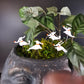 Ghost Dog Plant Pals, House plant and Fairy Garden Decor