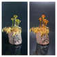 Mushroom Sculpture, Color Changing Mushroom Collection