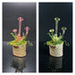 Mushroom Sculpture, Color Changing Mushroom Collection