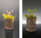 Mushroom Sculpture, Color Changing Mushroom Collection